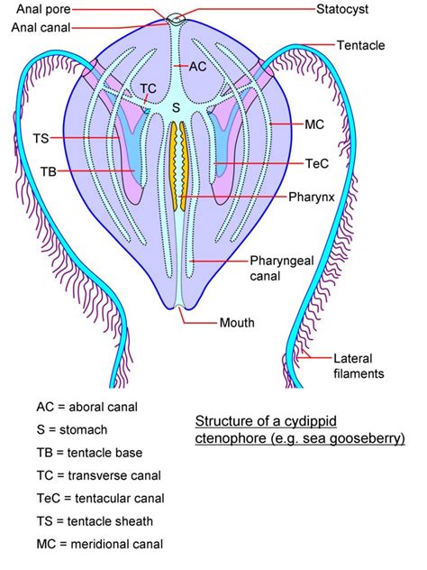 comb jelly diagram.